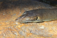 Varanus mertensi