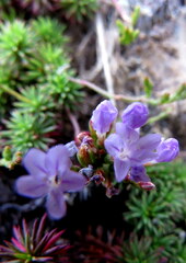 Limonium kraussianum