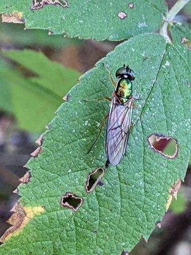 Twin-Spot Centurion Fly photo 5