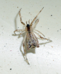Episinus angulatus