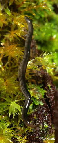 Endeavouria septemlineata observed 2022-10-03