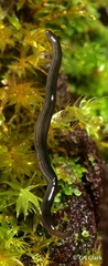 Endeavouria septemlineata