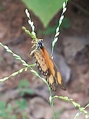 Acraea