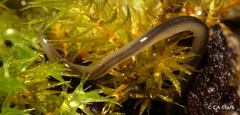 Endeavouria septemlineata
