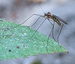 Trichocera annulata