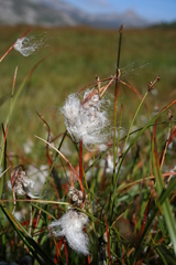 Eriophorum angustifolium
