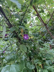 Ipomoea purpurea