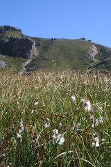 Eriophorum angustifolium