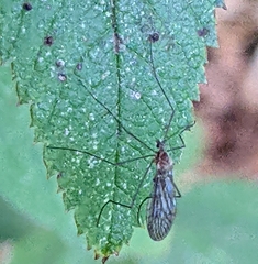 Trichocera annulata