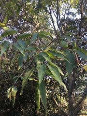 Celtis australis