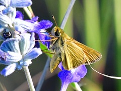 Atalopedes campestris