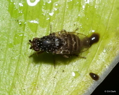 Sphaeroceridae