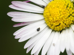 Aphis