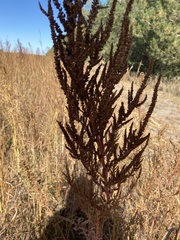 Amaranthus palmeri