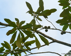 Pittosporum