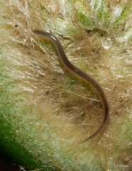 Rhynchodemus sylvaticus