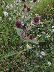 Lepechinia caulescens