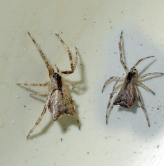 Episinus angulatus