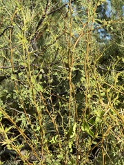 Prosopis glandulosa