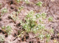 Navarretia intertexta