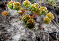 Crassula glomerata