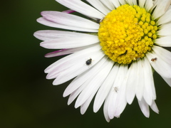 Aphis