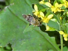 Pterallastes thoracicus