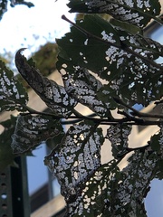 Xanthogaleruca luteola