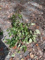 Viburnum setigerum