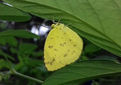 Eurema hecabe hecabe