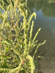 Amaranthus palmeri