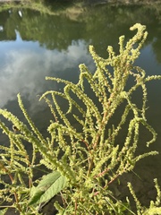 Amaranthus palmeri