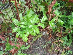 Tectaria griffithii