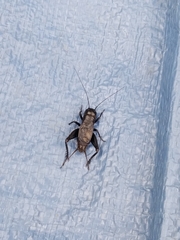 Gryllus pennsylvanicus
