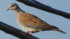 Streptopelia turtur