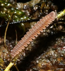 Pyrgodesmidae
