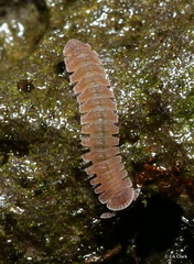 Pyrgodesmidae
