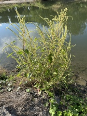 Amaranthus palmeri