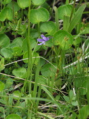 Pinguicula macroceras