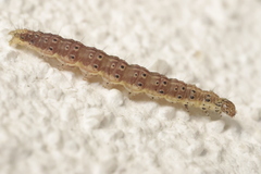 Ostrinia nubilalis