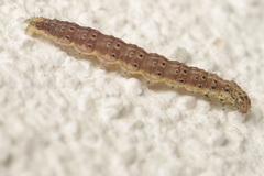 Ostrinia nubilalis