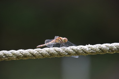 Sympetrum darwinianum