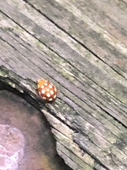 Vibidia duodecimguttata