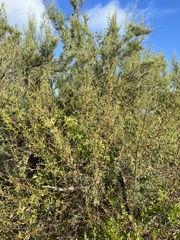 Prosopis glandulosa