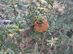 Asphondylia ceanothi