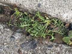 Lepidium didymum