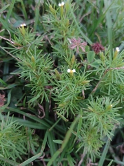 Tagetes filifolia
