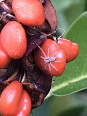 Philodromus aureolus