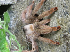 Psalmopoeus
