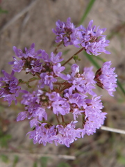 Phyllopodium cephalophorum